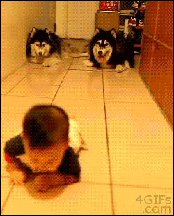 Dogs imitate baby