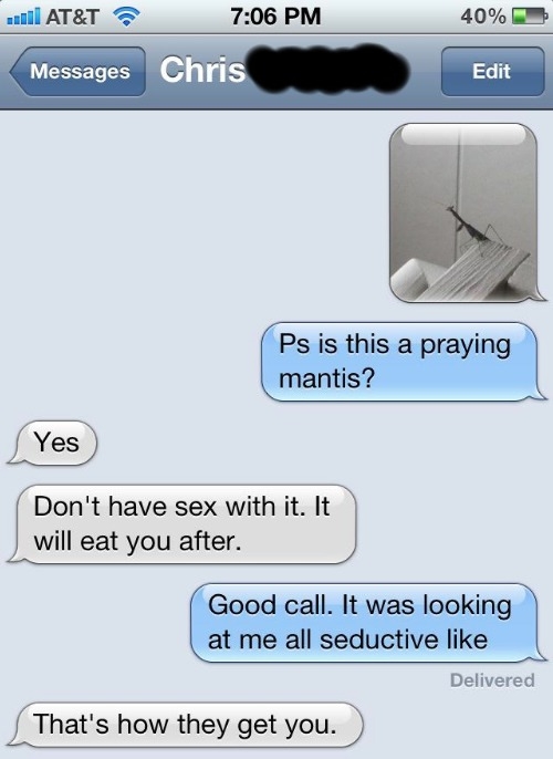 Is that a praying mantis?