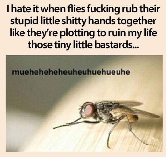 These scumbag flies!