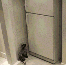 Nothing can stop a cat