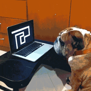 Dog doesn't give a f**k