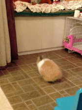 Do a double jump