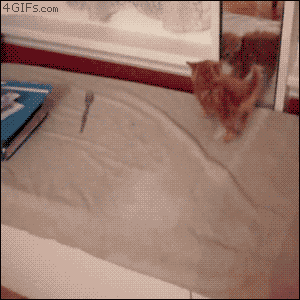 Not a smart kitten