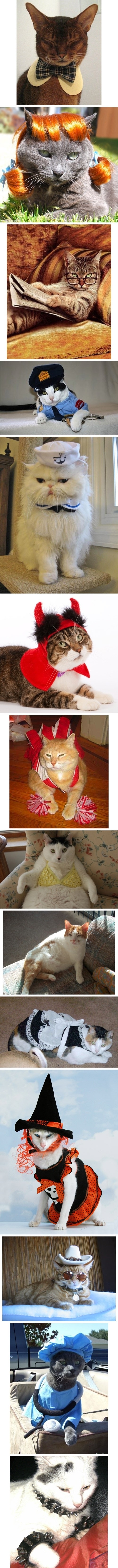 Cats dressed up