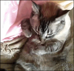 Pet me, bro