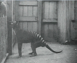 Thylacine