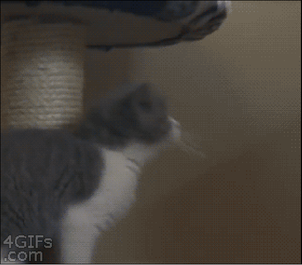 Kitten climbing fail