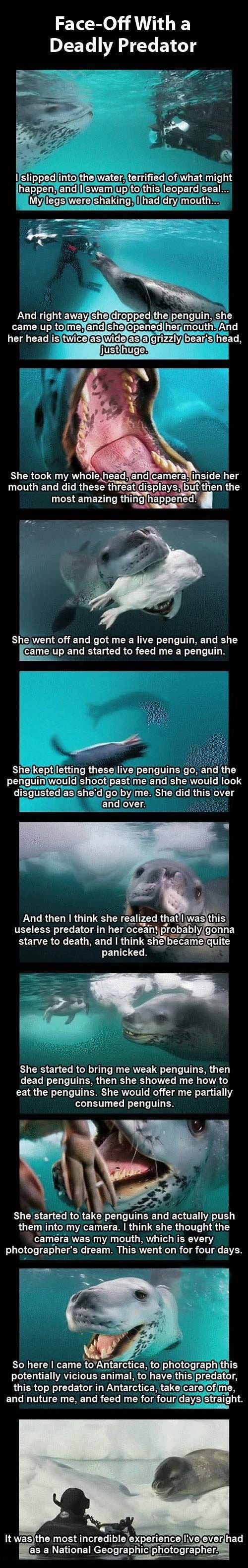 Deadly leopard seal