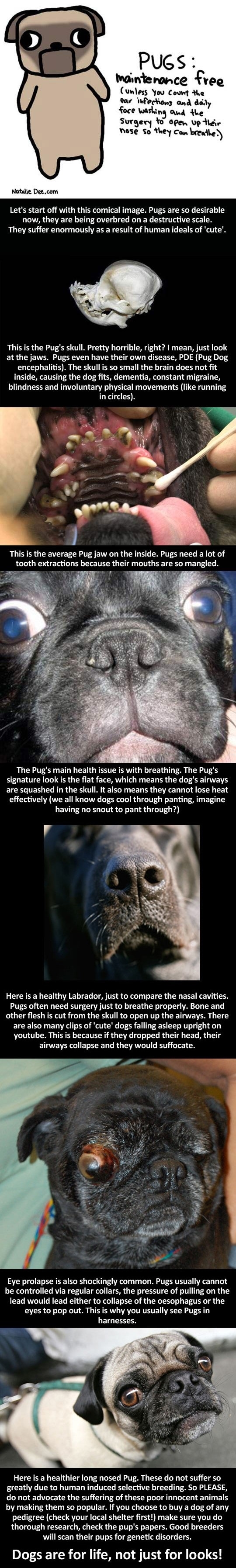 Think pugs are cute?