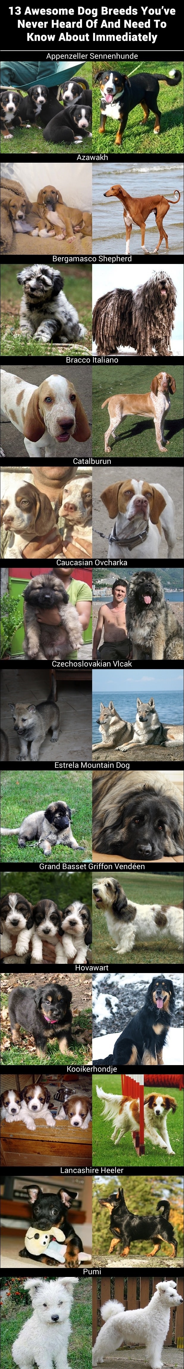 Awesome dog breeds