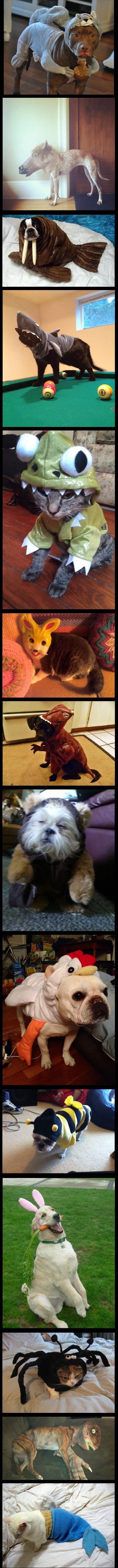 Animals dressed up