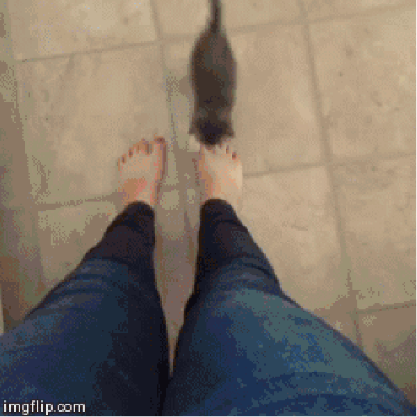I shall climb up your legs!