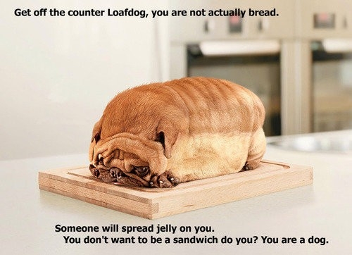 Loaf dog