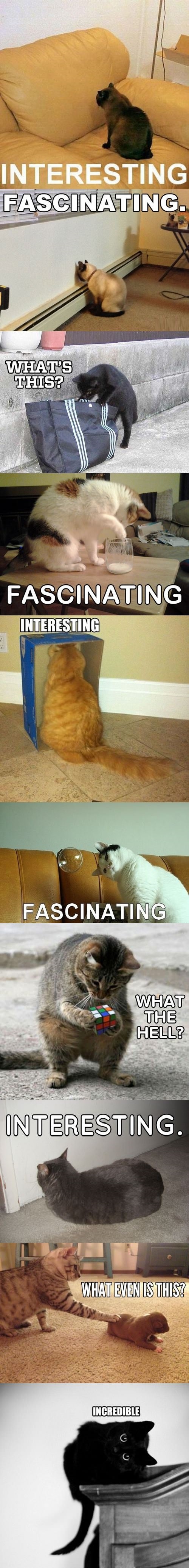 Just cats acting normally