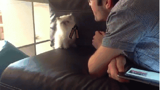 Kung-fu cat returns!