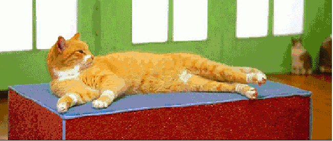 Cat physique