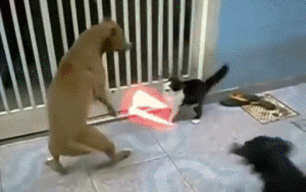 Darth Meow