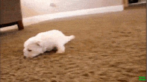 First steps