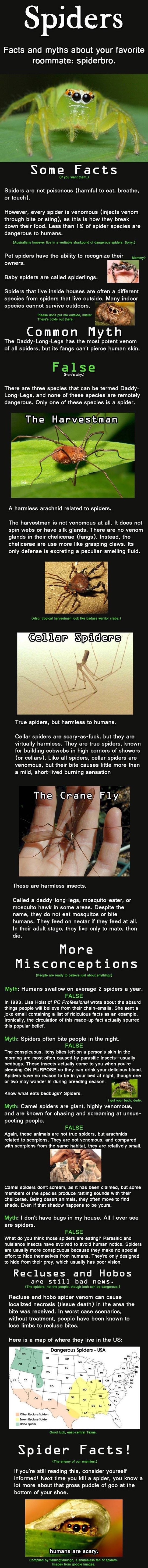 Spiders