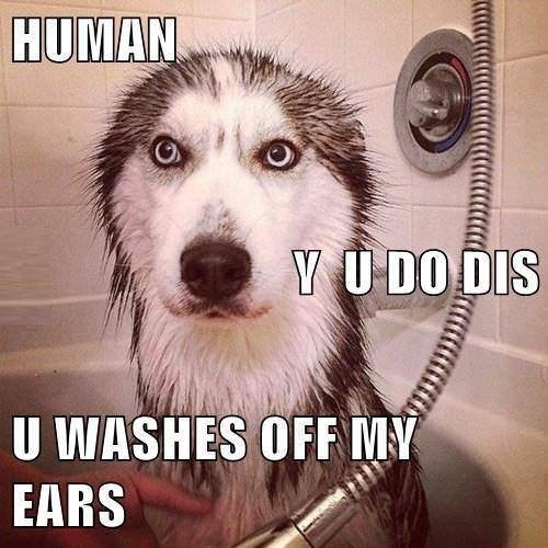 Husky after bath