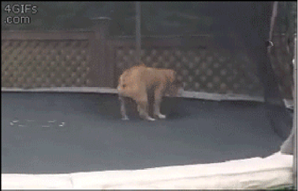 Bulldog on a trampoline