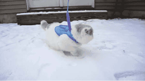 Kitty's first time in snow