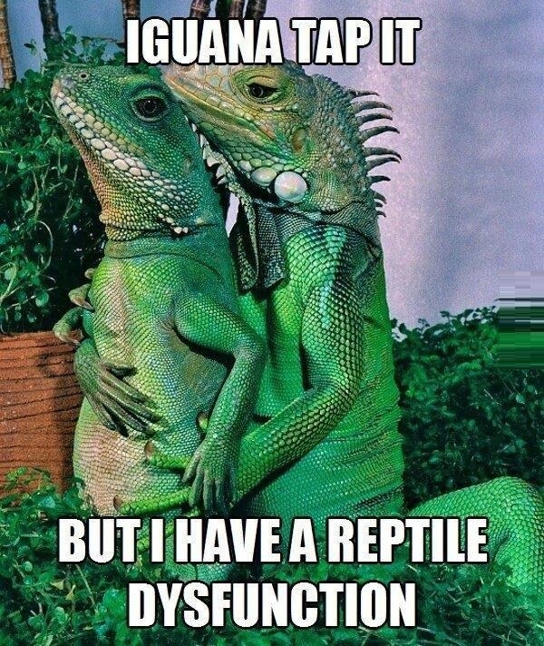 Iguana