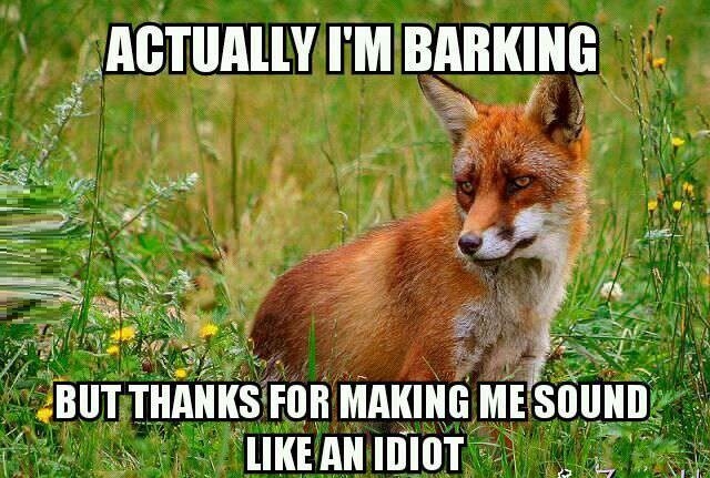 Thoughts of a fox