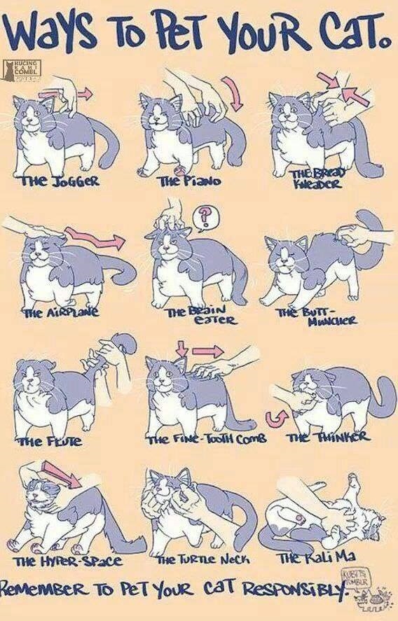 How to treat your cat