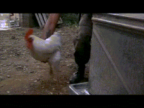 Chicken Arrow