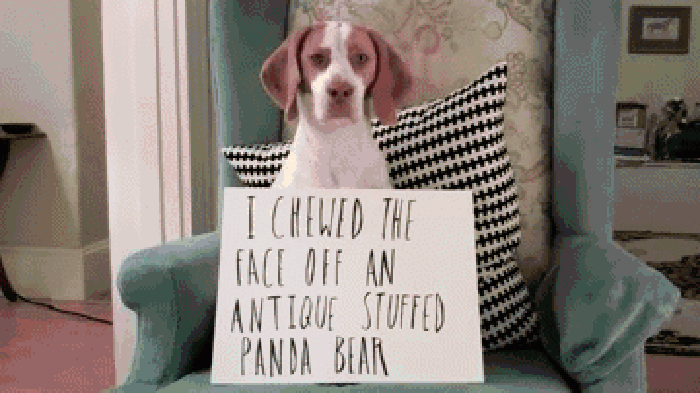 Dog shaming