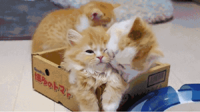 Omg, enough kisses!