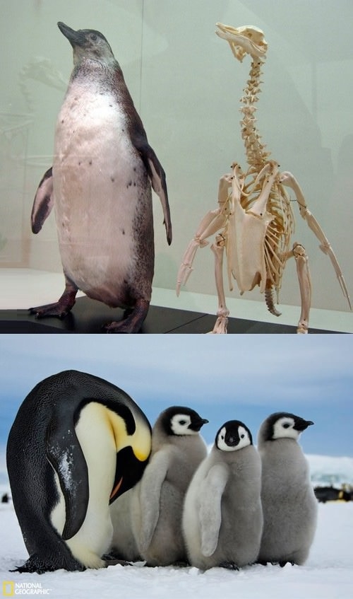 Penguins have long necks..