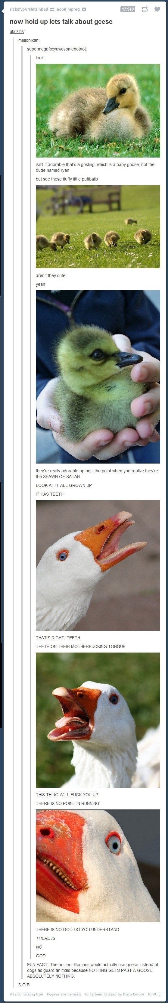 I am terrified of geese!