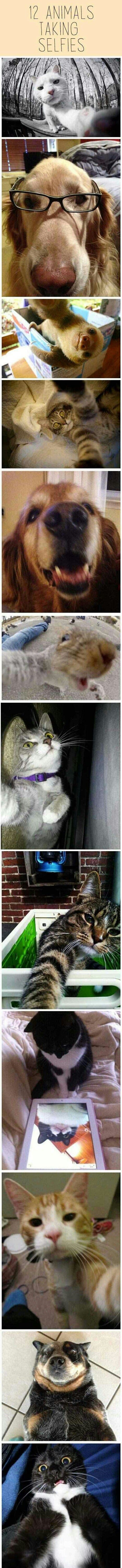 Animal selfies