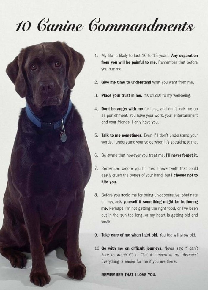 10 Canine Commandments