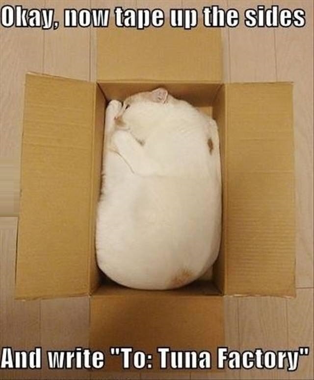 Shipping cat to tuna factory