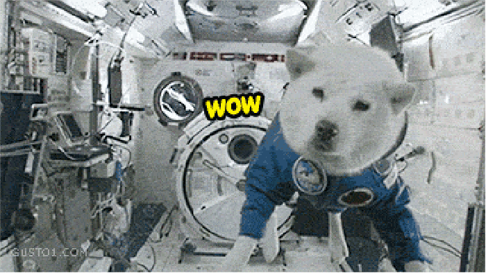 Space dog