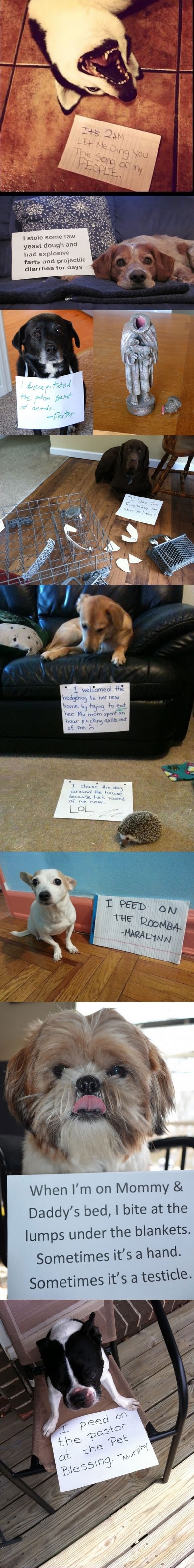 Dog shaming