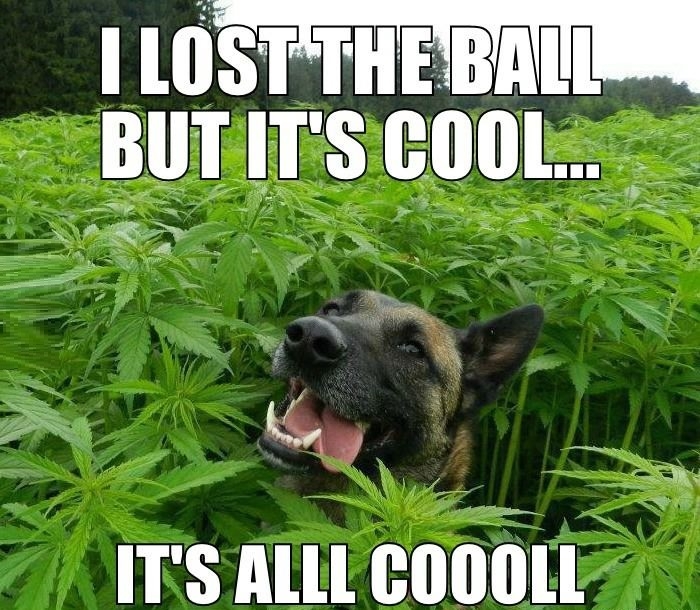 Dude, where's my ball?