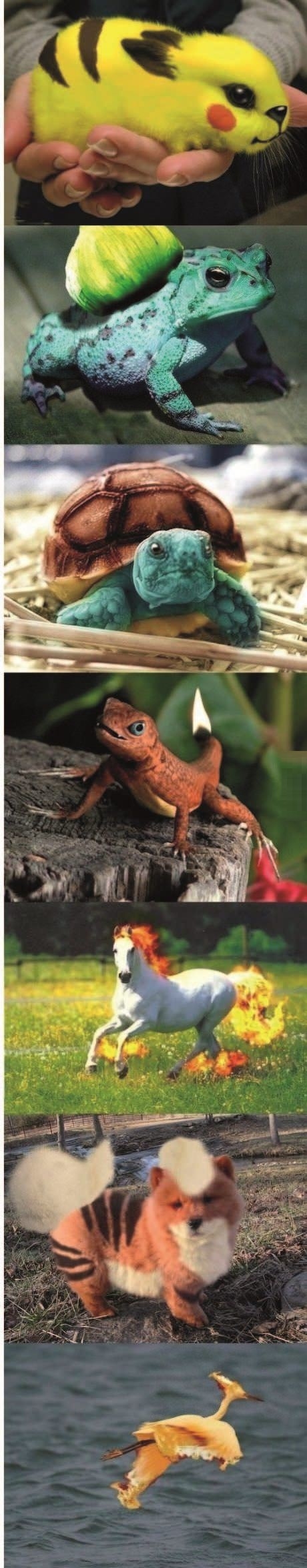 Real life pokemon