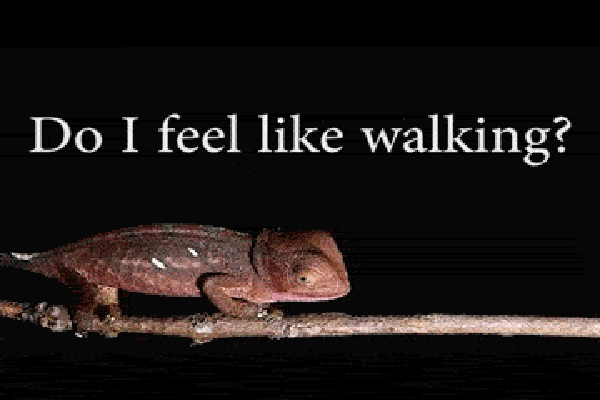 Do I feel like walking?