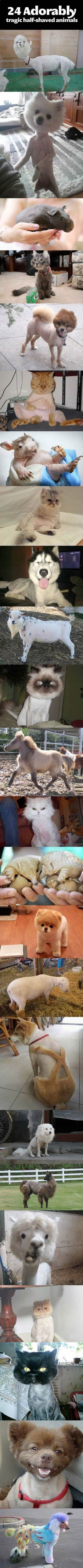Funny half shaved animals