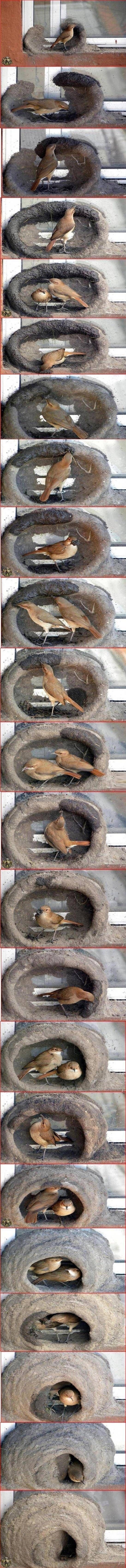 I built my lady a house