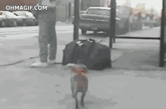 Trained Thief