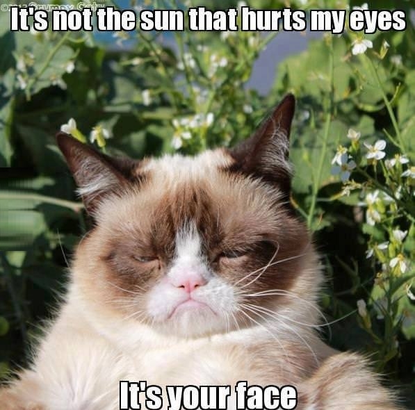 Grumpy cat