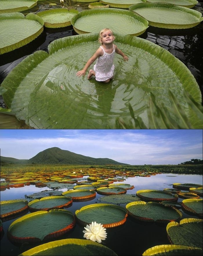 Victoria Amazonica