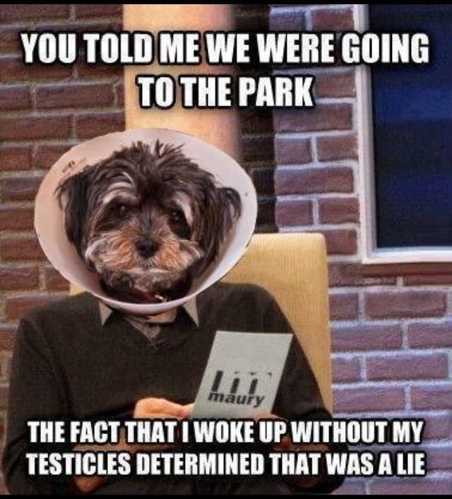 If my dog could talk