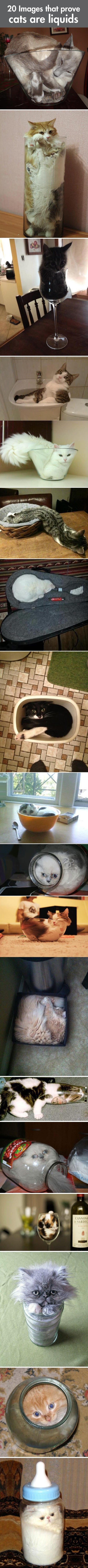 Proof cats are liquids