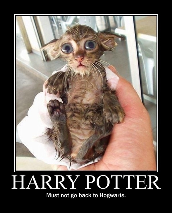 Dobby?!